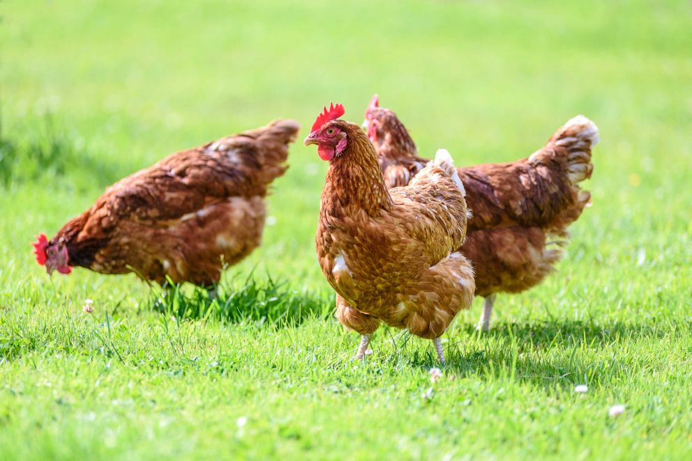 Free-range hens from Black Dog Eggs